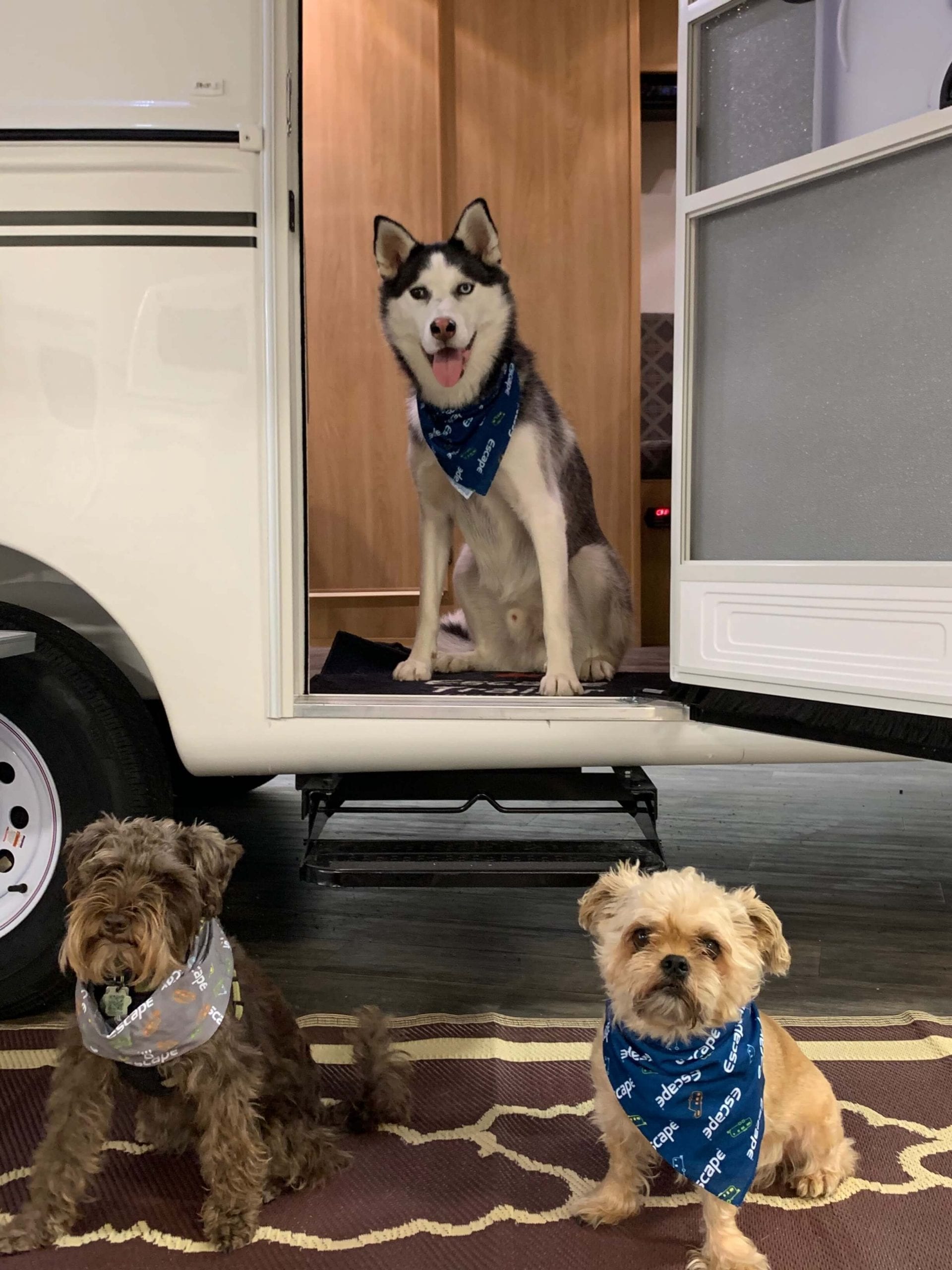 rving with dogs