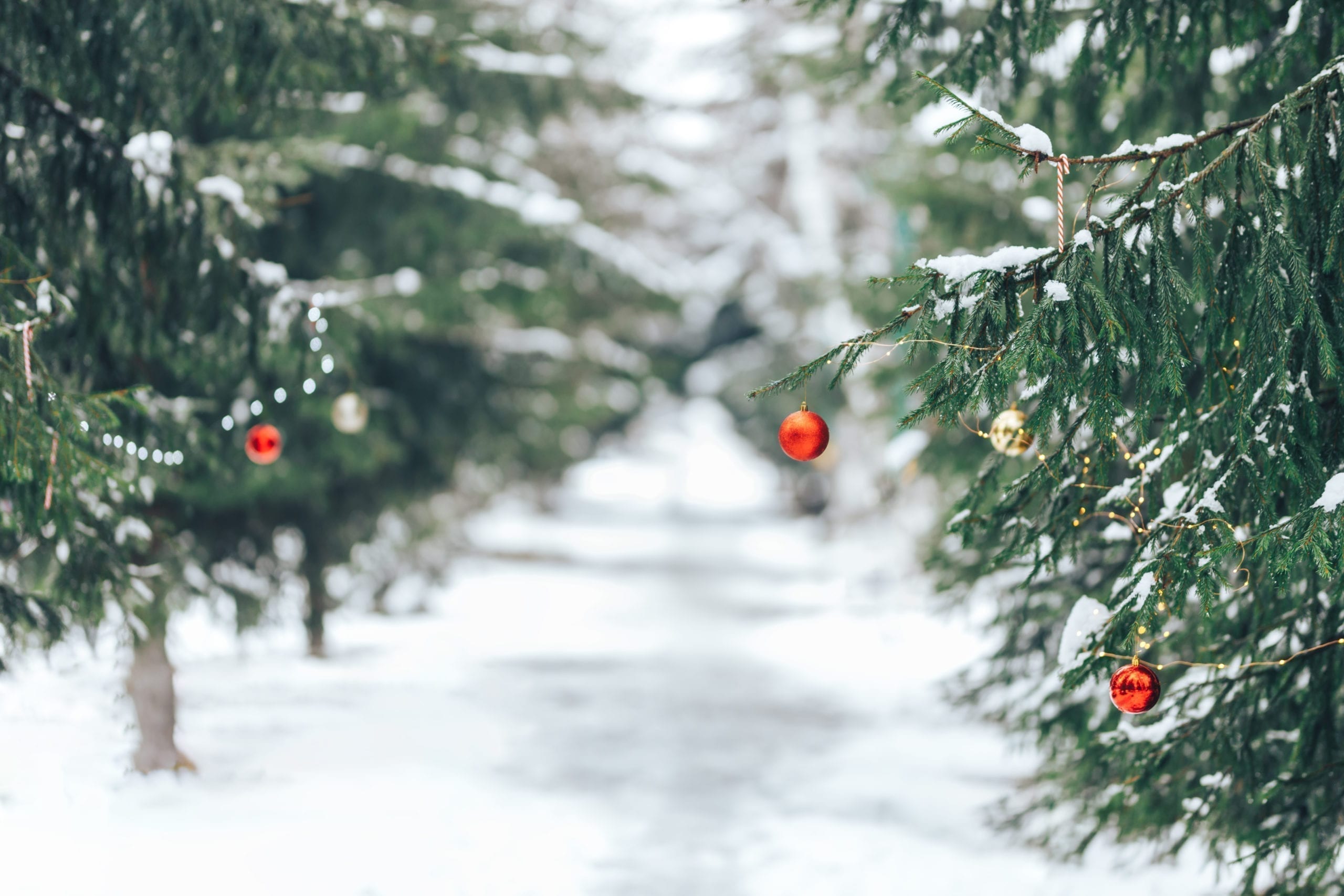 Christmas balls on tree outdoor